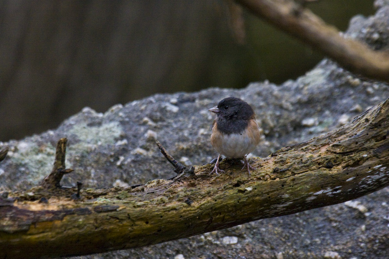 Dark-Eyed Junco